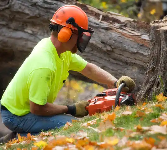 tree services Ray